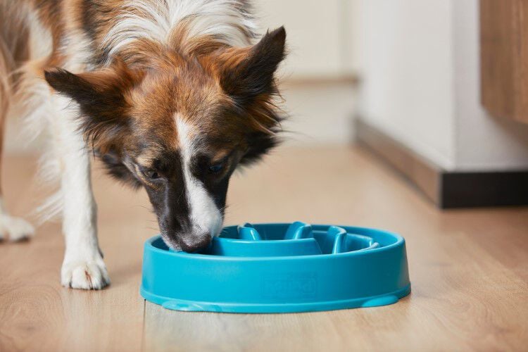 veterinaire voeding welkoop veterinaire voeding welkoop